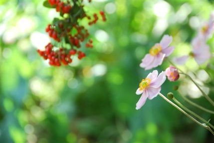 Phoenix Garden