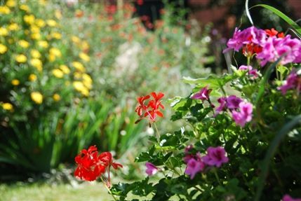 Phoenix Garden
