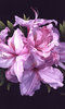 Shirley Sherwood Gallery Shirley Sherwood Gallery