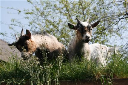 Vauxhall City Farm - © Vauxhall City Farm