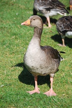 St James's Park - St James's Park