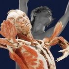 BODY WORLDS & The Mirror of Time