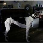Katherine Green: Going To The Dogs