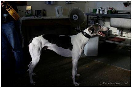Katherine Green: Going To The Dogs - © Katherine Green Katherine Green: Going To The Dogs - © Katherine Green