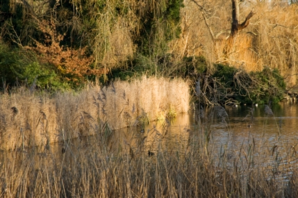 Regent's Park - Wetlands in the Spring - © Anne Marie Briscombe