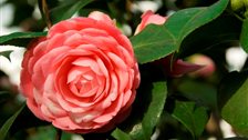 Camellia Festival, Chiswick House Conservatory by Clare Kendall