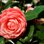 Camellia Festival, Chiswick House Conservatory