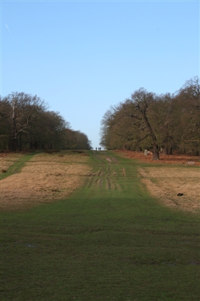 Richmond Park - View along Queen's Ride - © Giles Barnard Richmond Park - View along Queen's Ride - © Giles Barnard