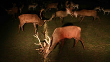 Richmond Park