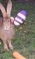 Easter Egg Hunt at Battersea Park Zoo Easter Egg Hunt at Battersea Park Zoo