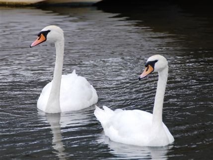 River Thames - Swans On The River Thames