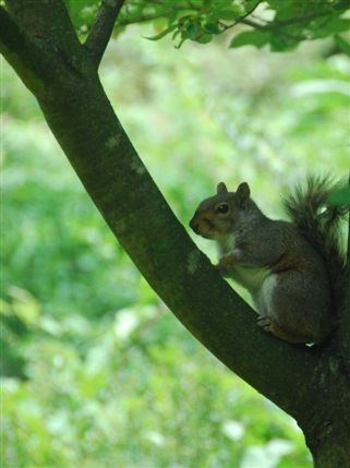 Holland Park - Holland Park