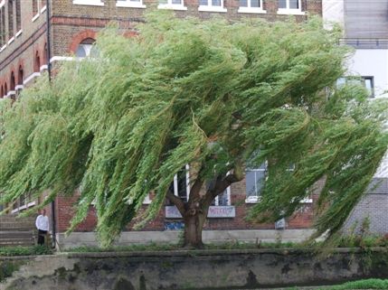 Newtons Yard - Weeping Willow On Thames Newtons Yard - Weeping Willow On Thames