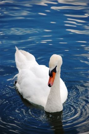 River Thames - Swan On The River Thames