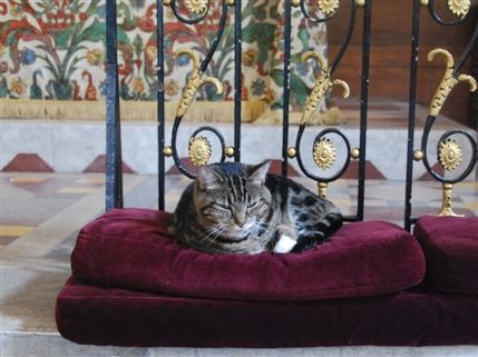 St Paul's Covent Garden - Church Cat