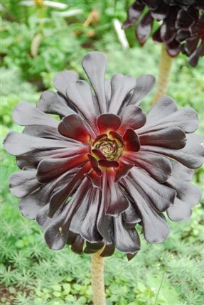 Kew Gardens (Royal Botanic Gardens) - Kew Gardens Kew Gardens (Royal Botanic Gardens) - Kew Gardens