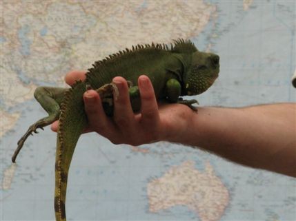 The Tropical Zoo
