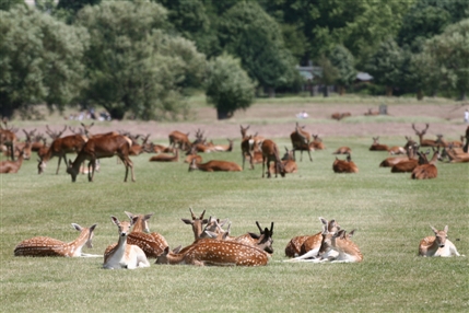 Sawyers Hill - Deer in Summer - © Giles Barnard Sawyers Hill - Deer in Summer - © Giles Barnard