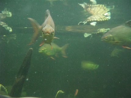 The Tropical Zoo