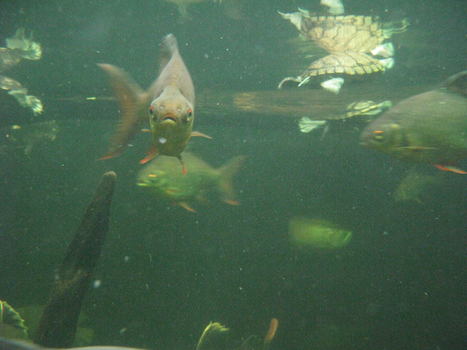 The Tropical Zoo Image from LondonTown.com The Tropical Zoo