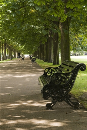 Greenwich Park - Park Bench and chestnut trees - © Anne Marie Briscombe