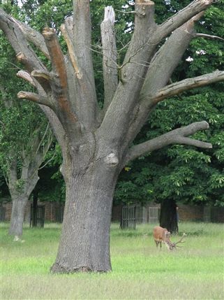 Bushy Park
