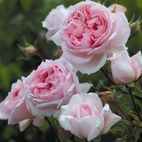 RHS Chelsea Flower Show hotels title=