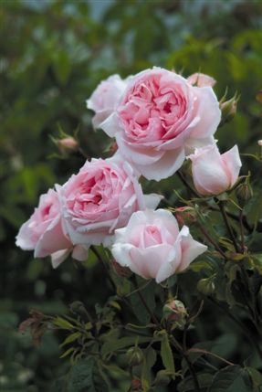 RHS Chelsea Flower Show