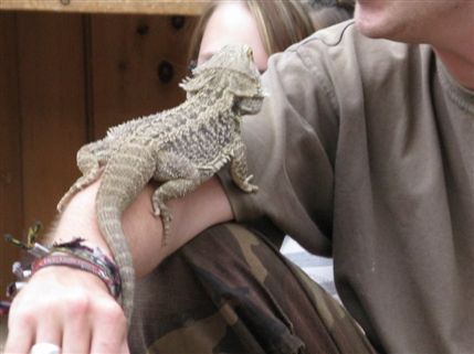The Tropical Zoo