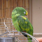The Tropical Zoo