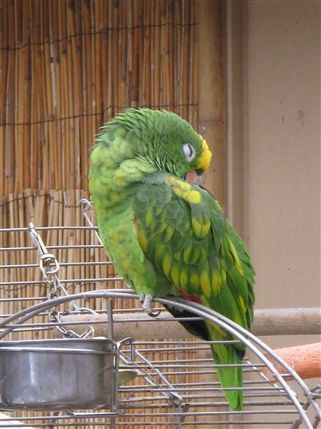 The Tropical Zoo