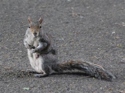 Kensington Gardens - Kensington Gardens