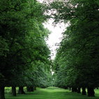 Bushy Park