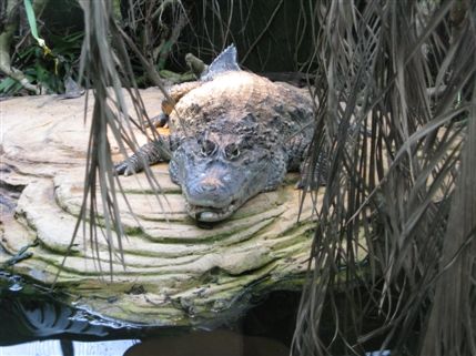 The Tropical Zoo