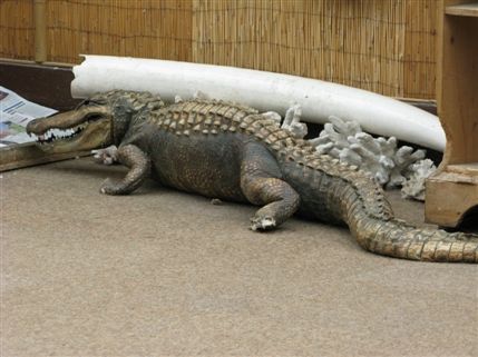 The Tropical Zoo
