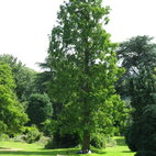 Gunnersbury Park