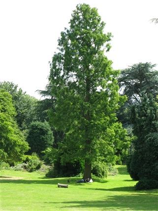 Gunnersbury Park