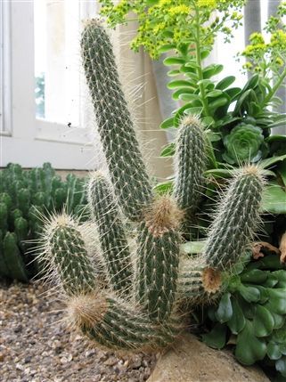 Syon Park Gardens