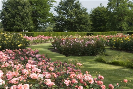 Greenwich Park - The Rose Garden - © Anne Marie Briscombe
