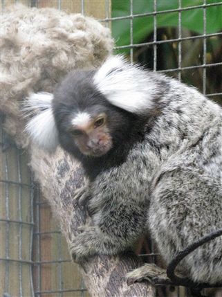 The Tropical Zoo