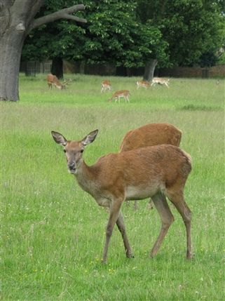 Bushy Park