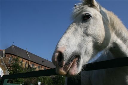Vauxhall City Farm - © Vauxhall City Farm