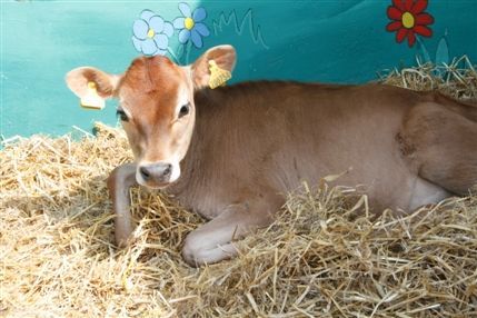 Vauxhall City Farm - © Vauxhall City Farm Vauxhall City Farm - © Vauxhall City Farm