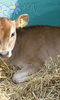 Vauxhall City Farm photo