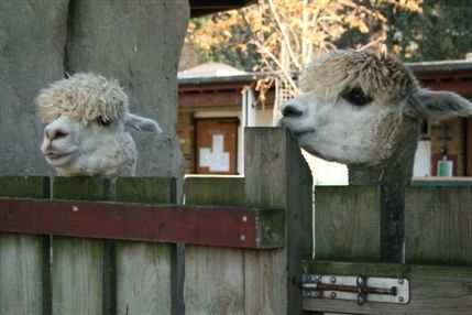 Kingswood Close - © Vauxhall City Farm
