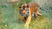 Tiger Tracks