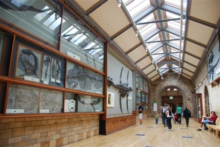 Natural History Museum - Natural History Museum