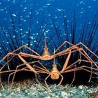 Wildlife Photographer of the Year 2008