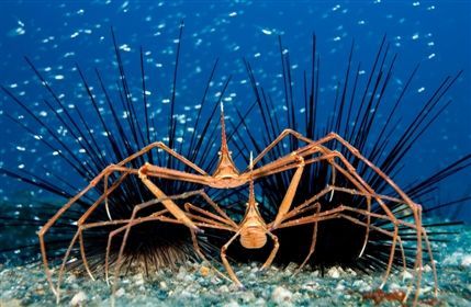 Wildlife Photographer of the Year 2008 - Jordi Chias - Daddy long legs Wildlife Photographer of the Year 2008 - Jordi Chias - Daddy long legs