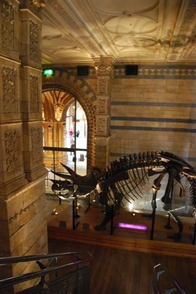 Natural History Museum - Dinosaur In The Natural History Museum